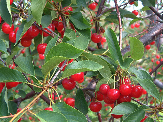 Un cerezo productivo para el huerto o el jardín